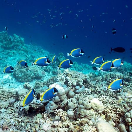 Ocean Village Maldives Holhudhoo Экстерьер фото