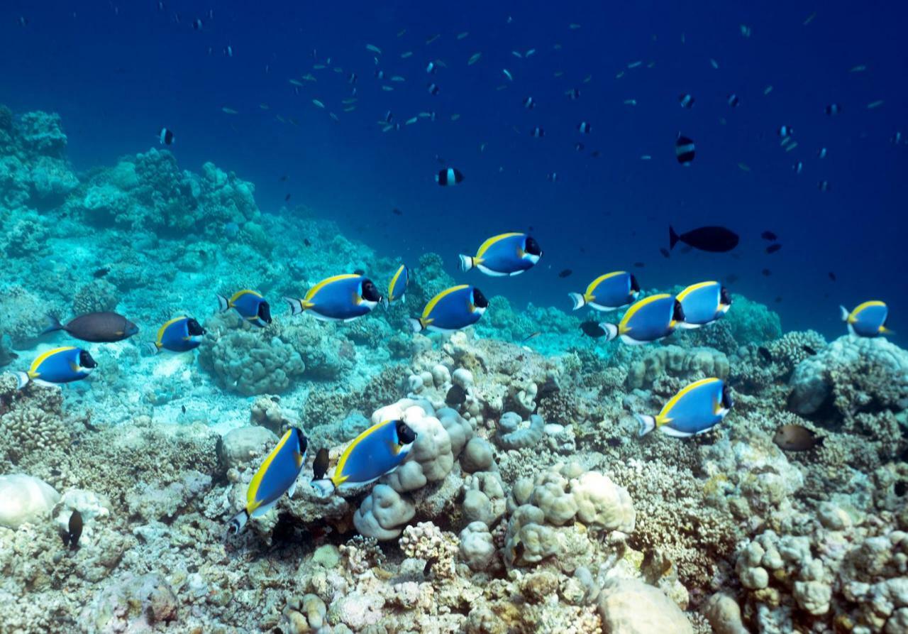 Ocean Village Maldives Holhudhoo Экстерьер фото